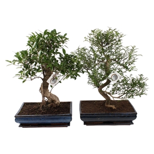Bonsai Mixed in ø40cm Ceramic with Saucer