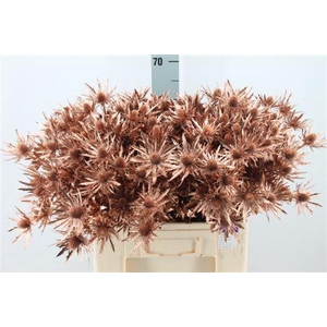 Eryngium Klb Copper X40