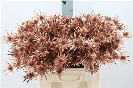 <h4>Eryngium Klb Copper X40</h4>