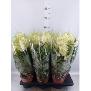 Astilbe japonica 'Mojito'