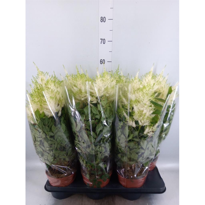 <h4>Astilbe japonica 'Mojito'</h4>
