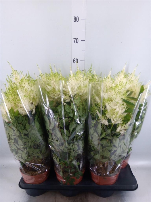 <h4>Astilbe japonica 'Mojito'</h4>