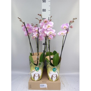 Phalaenopsis   ...lilac