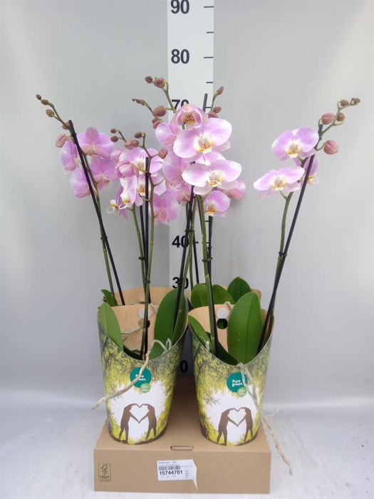 <h4>Phalaenopsis   ...lilac</h4>