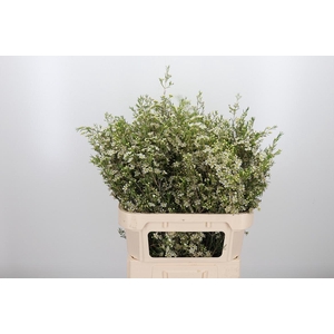 Chame Un Majest Whit