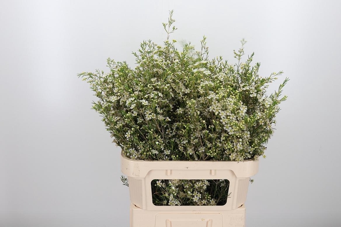 <h4>Chame Un Majest Whit</h4>