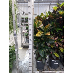 Codiaeum var. KL 'Aurora'