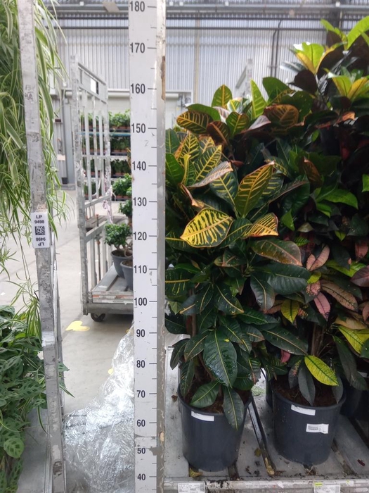 <h4>Codiaeum var. KL 'Aurora'</h4>