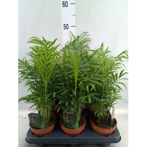 Chamaedorea elegans