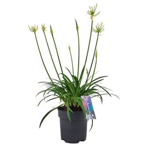 Agapanthus Pitchoune White