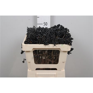 Ligustrum Ov (zwarte Bes)