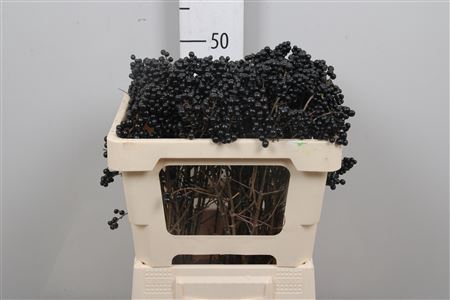 <h4>Ligustrum Ov (zwarte Bes)</h4>