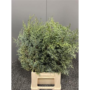 Cypresse Blauw France