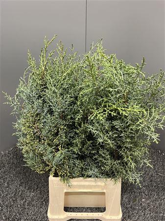 <h4>Cypresse Blauw France</h4>