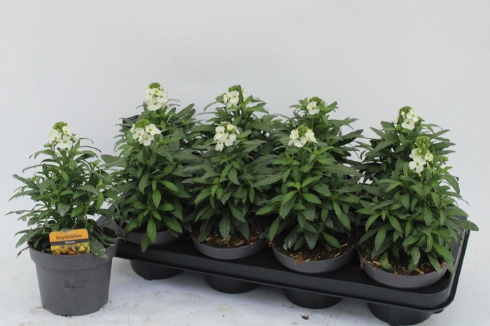<h4>Erysimum wit</h4>