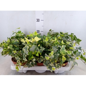 Hedera   ...variegated
