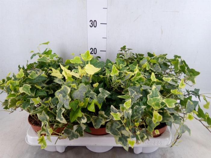 <h4>Hedera   ...variegated</h4>