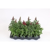 Antirrhinum majus overig