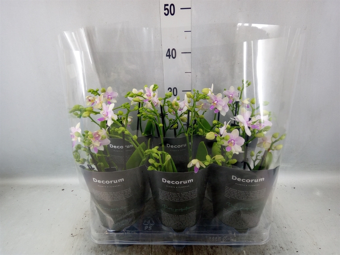 <h4>Phalaenopsis multi.   ...</h4>