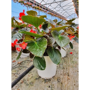 Begonia overig mixkar