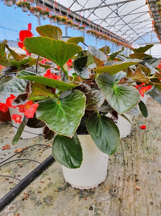 <h4>Begonia overig mixkar</h4>