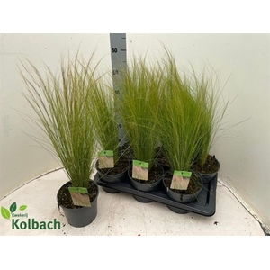 Stipa tenuissima ColorGrass Pony Tails 17Ø 60cm