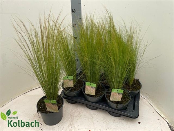 Stipa tenuissima ColorGrass Pony Tails 17Ø 60cm