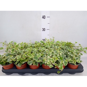 Hedera helix 'White Wonder'