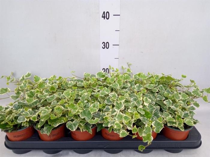 <h4>Hedera helix 'White Wonder'</h4>