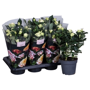 Nolina Roses Ø 17 cm White st. 0-1