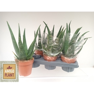ALOE EQUATOR