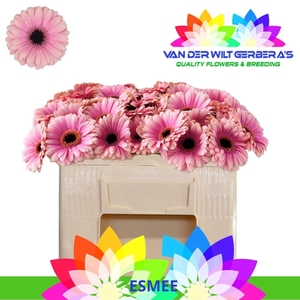 Ge Mi Esmee