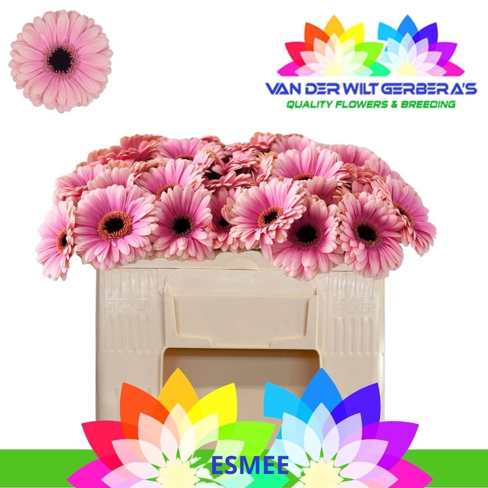 <h4>GE MI ESMEE</h4>