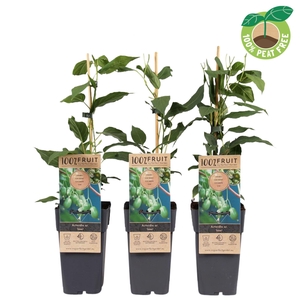 Actinidia arguta Issai