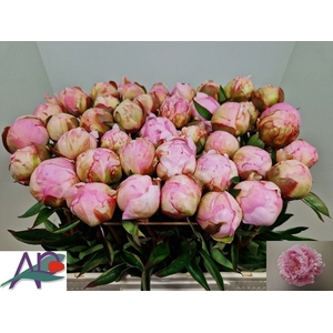 PAEO L GARDENIA