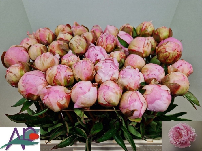 <h4>PAEO L GARDENIA</h4>