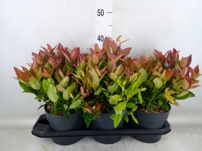 <h4>Leucothoe axillaris 'Zeblid'</h4>