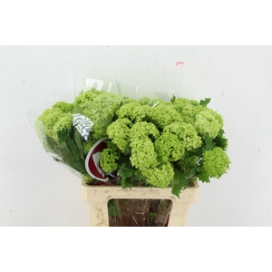 VIBURNUM ROSEUM ST 2-4 BALL