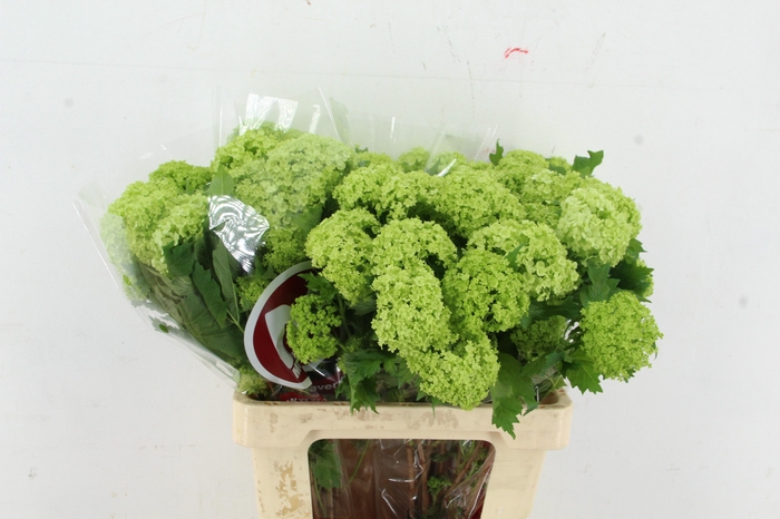 <h4>VIBURNUM ROSEUM ST 2-4 BALL</h4>