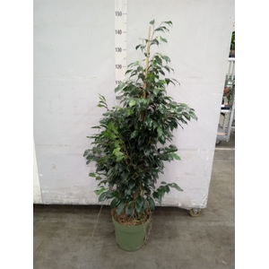 Ficus benja. 'Danielle'