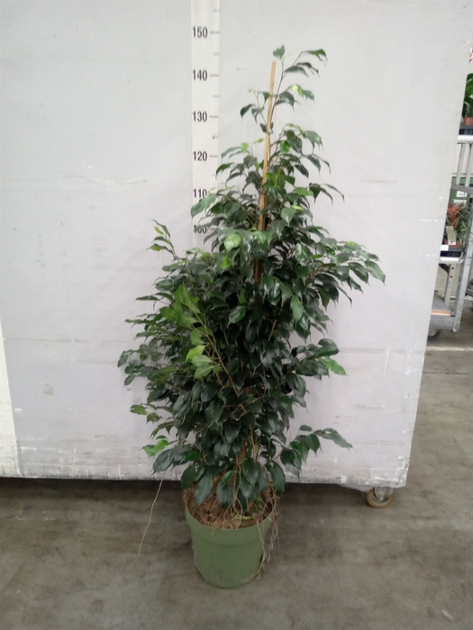 <h4>Ficus benja. 'Danielle'</h4>