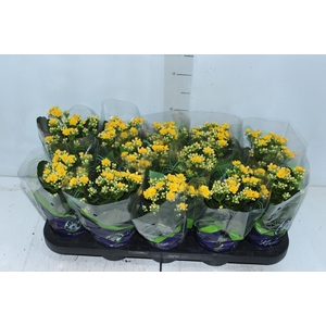 KALANCHOE DOBRADO P11 AMARELO