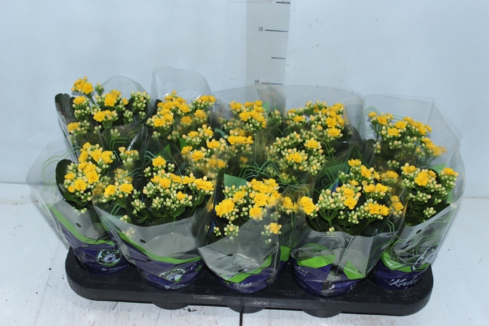 <h4>KALANCHOE DOBRADO P11 AMARELO</h4>
