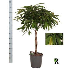 Ficus binn. 'Amstel King'