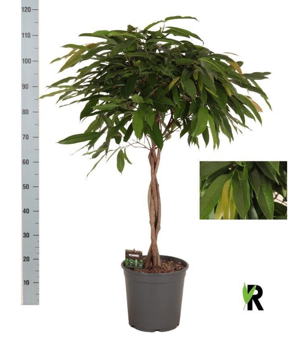 <h4>Ficus binn. 'Amstel King'</h4>
