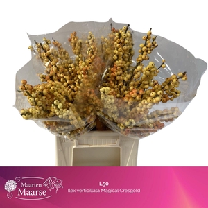 ILEX VE MAG CRESGOLD