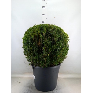 Buxus semp.   ...