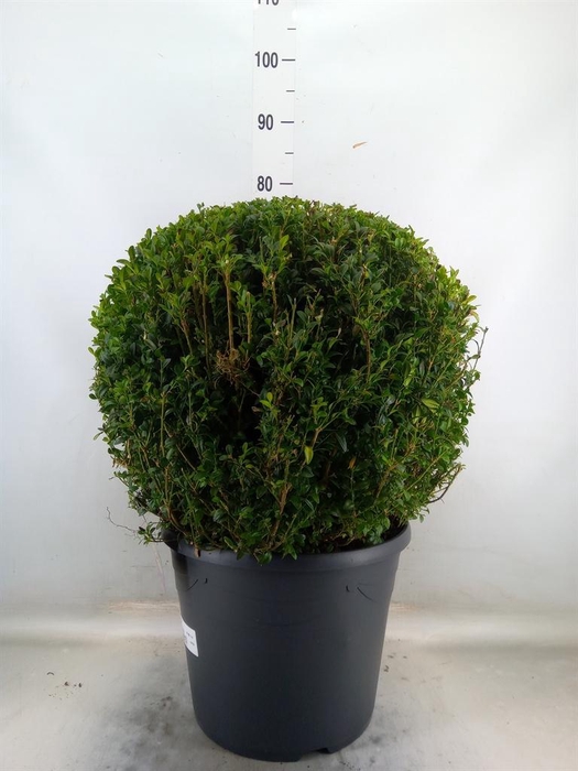 <h4>Buxus semp.   ...</h4>