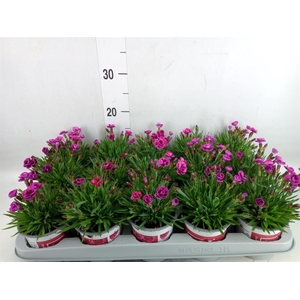 Dianthus  'Picture Perfect'