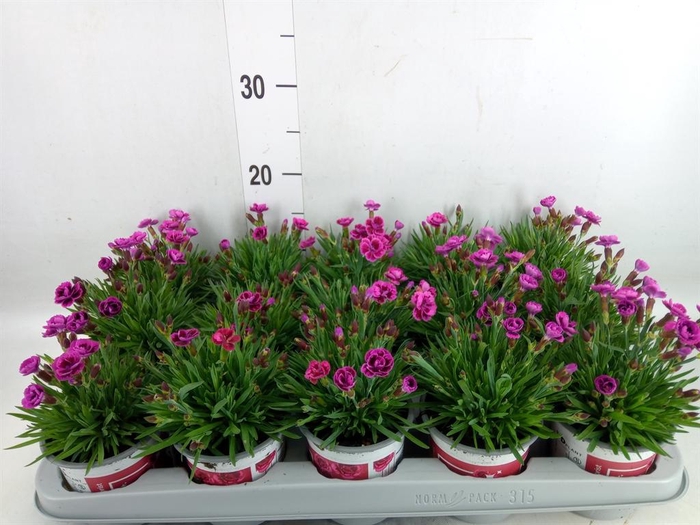 <h4>Dianthus  'Picture Perfect'</h4>